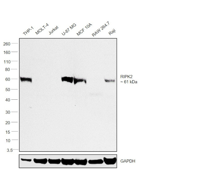 RIP2 Antibody in Western Blot (WB)