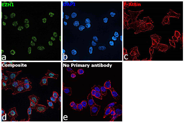 EZH1 Antibody in Immunocytochemistry (ICC/IF)