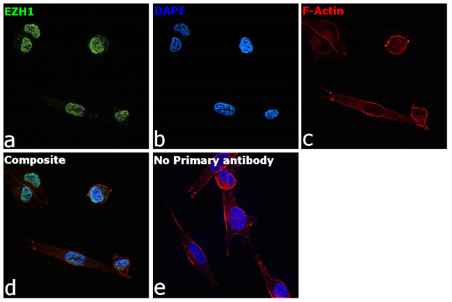 EZH1 Antibody in Immunocytochemistry (ICC/IF)