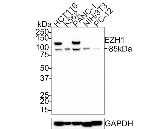 EZH1 Antibody in Western Blot (WB)