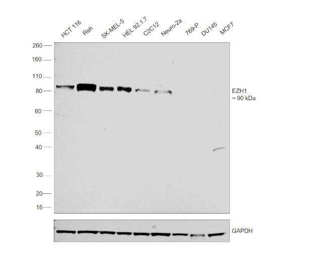 EZH1 Antibody in Western Blot (WB)