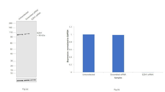 EZH1 Antibody in Western Blot (WB)