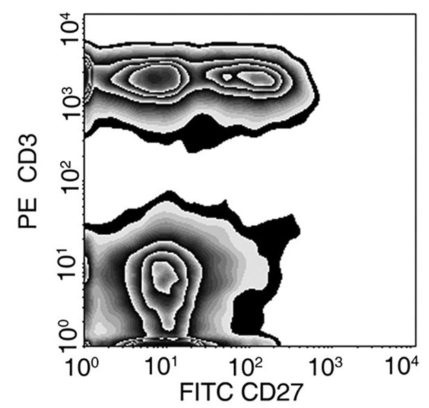 CD27 Antibody in Flow Cytometry (Flow)