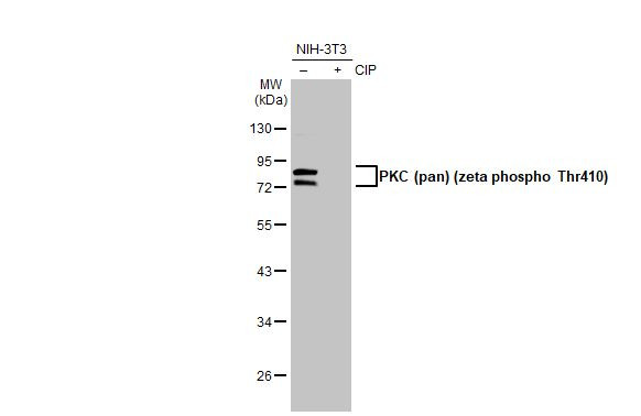 Phospho-PKC zeta (Thr410) Antibody in Western Blot (WB)