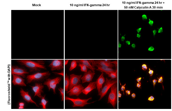 Phospho-PKR (Thr446) Antibody in Immunocytochemistry (ICC/IF)