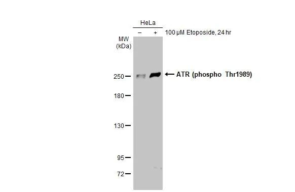 Phospho-ATR (Thr1989) Antibody in Western Blot (WB)