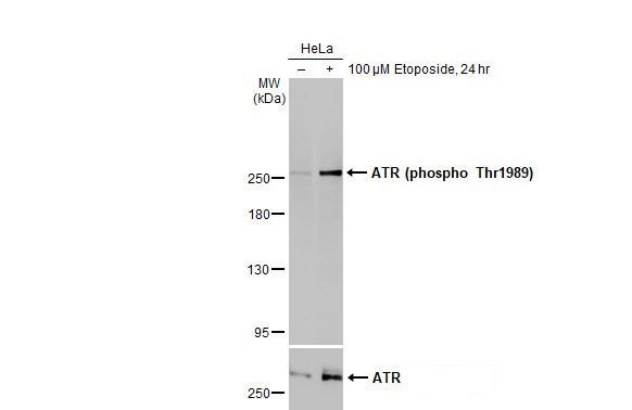 Phospho-ATR (Thr1989) Antibody in Western Blot (WB)