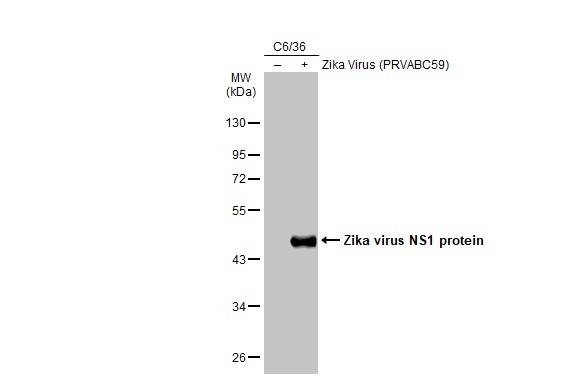 Zika Virus NS1 (strain H/PF/2013) Antibody in Western Blot (WB)