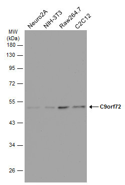 C9orf72 Antibody in Western Blot (WB)