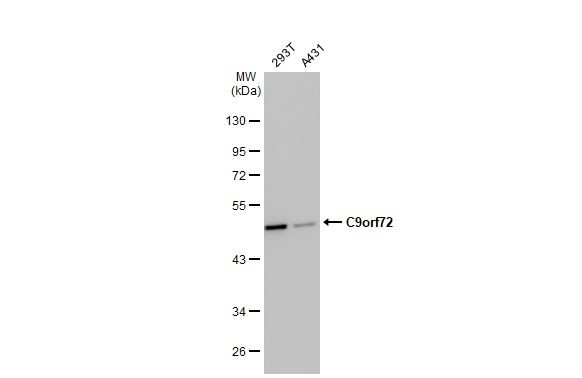 C9orf72 Antibody in Western Blot (WB)