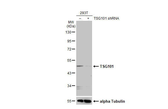 TSG101 Antibody in Western Blot (WB)