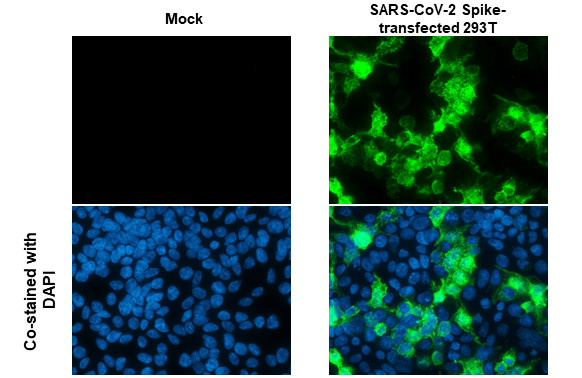 SARS-CoV-2 Spike Protein RBD (strain Wuhan-Hu-1) Antibody in Immunocytochemistry (ICC/IF)