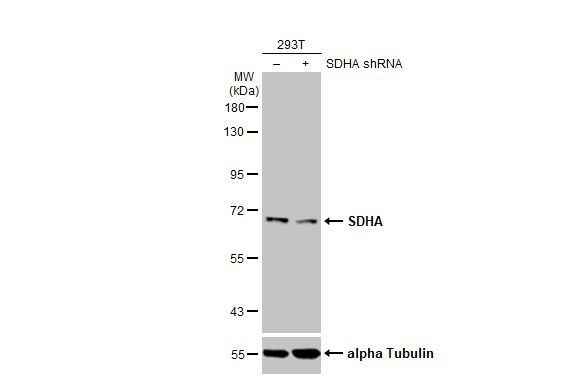 SDHA Antibody in Western Blot (WB)