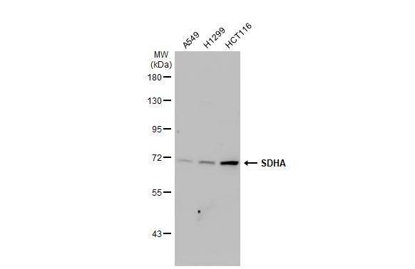 SDHA Antibody in Western Blot (WB)