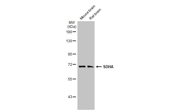 SDHA Antibody in Western Blot (WB)