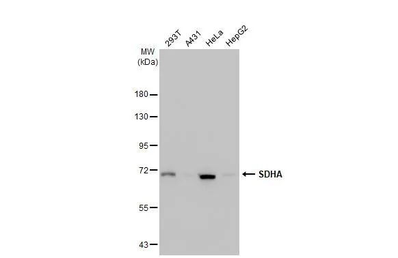 SDHA Antibody in Western Blot (WB)