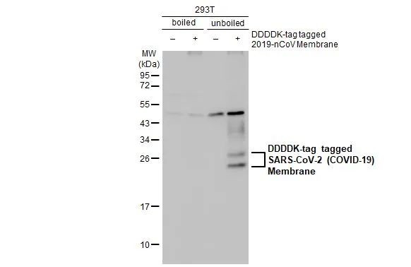 SARS-CoV-2 Membrane Antibody in Western Blot (WB)