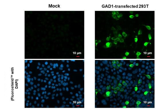 GAD67 Antibody in Immunocytochemistry (ICC/IF)