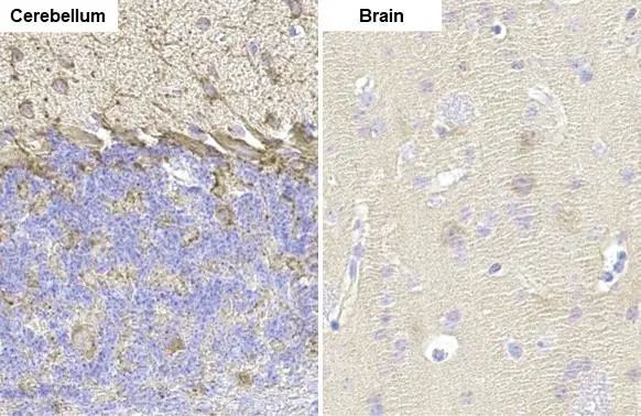 GAD67 Antibody in Immunohistochemistry (Paraffin) (IHC (P))