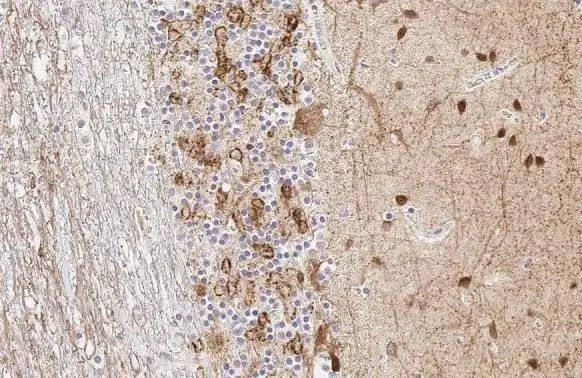 GAD67 Antibody in Immunohistochemistry (Paraffin) (IHC (P))