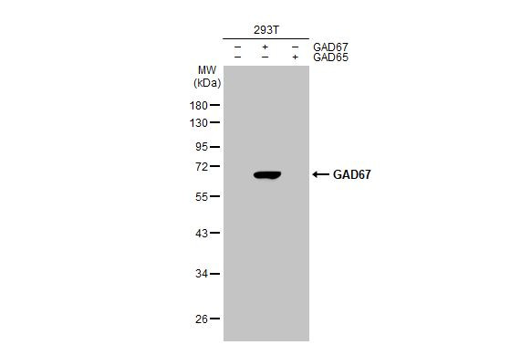 GAD67 Antibody in Western Blot (WB)