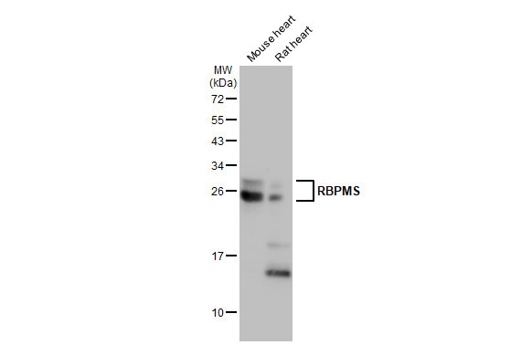 RBPMS Antibody in Western Blot (WB)