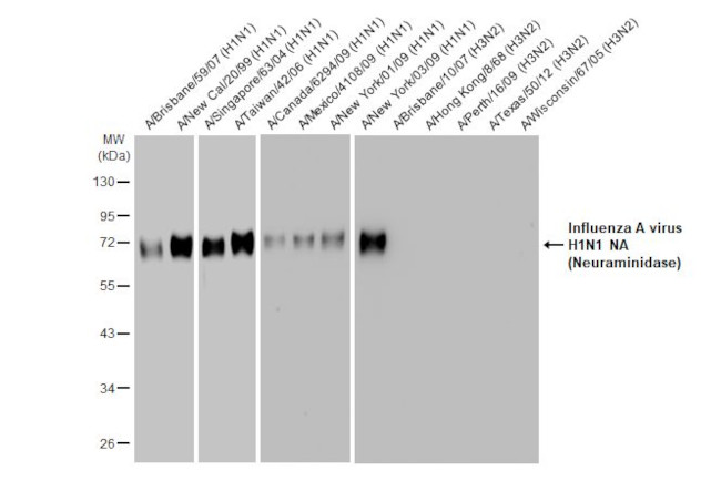 Influenza A H1N1 NA (A/WSN/1933) Antibody in Western Blot (WB)