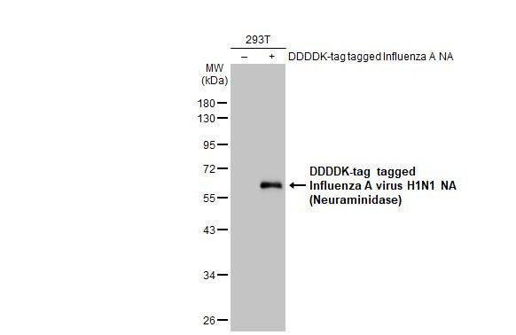 Influenza A H1N1 NA (A/WSN/1933) Antibody in Western Blot (WB)