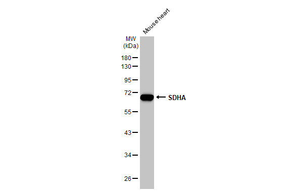 SDHA Antibody in Western Blot (WB)