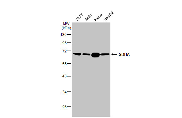 SDHA Antibody in Western Blot (WB)