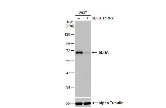 SDHA Antibody in Western Blot (WB)