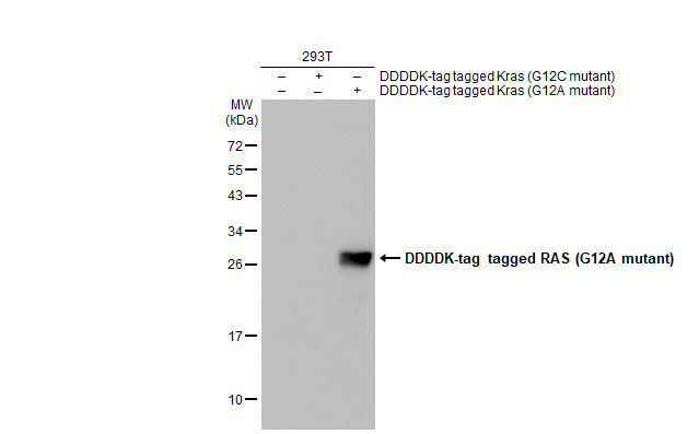 K-Ras (G12A Mutant) Antibody in Western Blot (WB)