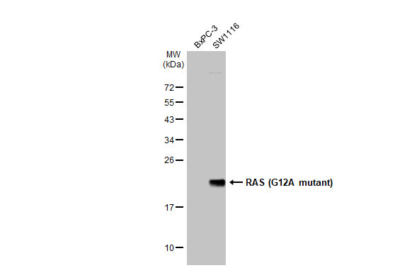 K-Ras (G12A Mutant) Antibody in Western Blot (WB)