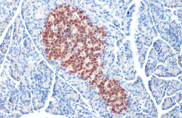 C-Peptide Antibody in Immunohistochemistry (Paraffin) (IHC (P))