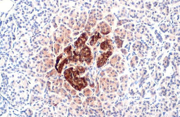 C-Peptide Antibody in Immunohistochemistry (Paraffin) (IHC (P))