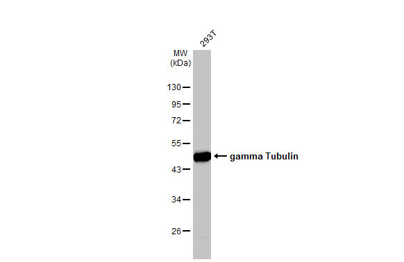 gamma Tubulin Antibody in Western Blot (WB)