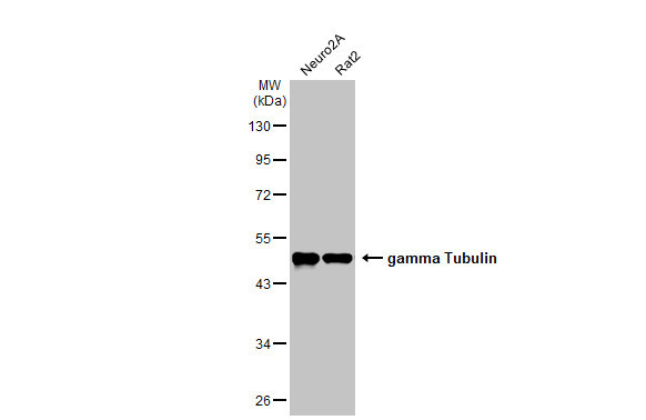 gamma Tubulin Antibody in Western Blot (WB)