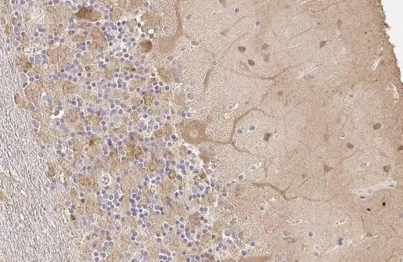 GAD65/GAD67 Antibody in Immunohistochemistry (Paraffin) (IHC (P))