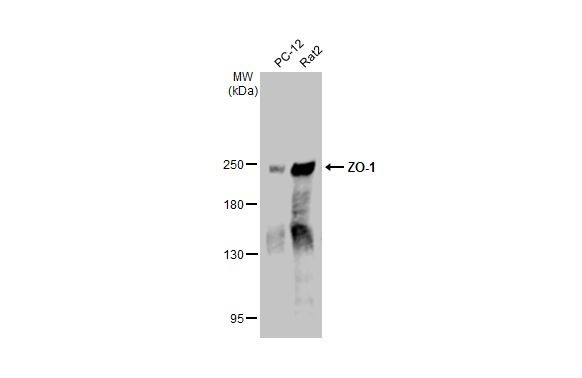 ZO-1 Antibody in Western Blot (WB)