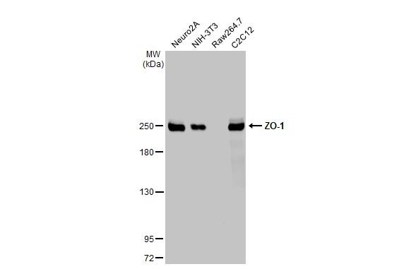 ZO-1 Antibody in Western Blot (WB)