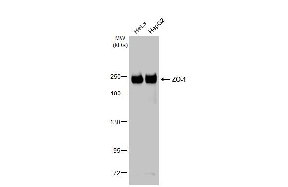 ZO-1 Antibody in Western Blot (WB)