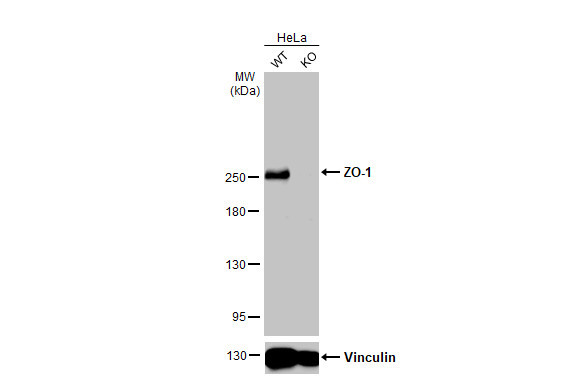 ZO-1 Antibody in Western Blot (WB)