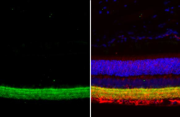 GAD65 Antibody in Immunohistochemistry (Paraffin) (IHC (P))