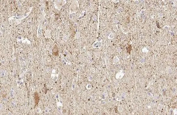 GAD65 Antibody in Immunohistochemistry (Paraffin) (IHC (P))