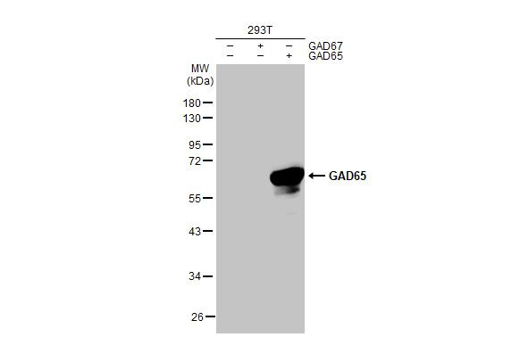 GAD65 Antibody in Western Blot (WB)