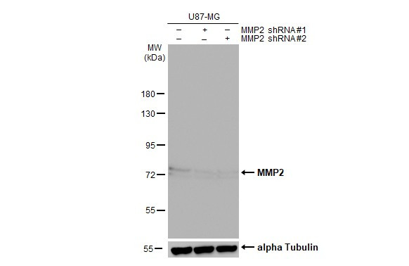 MMP2 Antibody in Western Blot (WB)