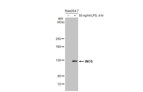 iNOS Antibody in Western Blot (WB)