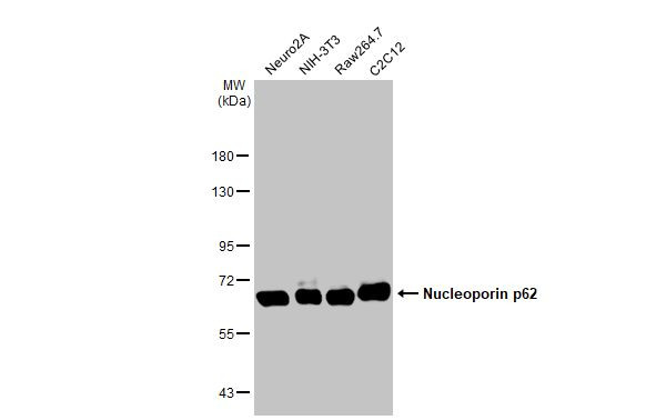 NUP62 Antibody in Western Blot (WB)