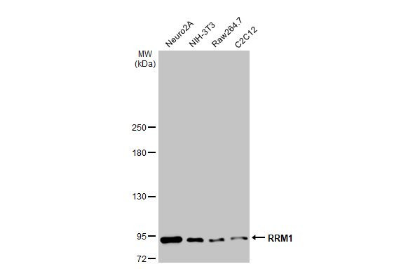 RRM1 Antibody in Western Blot (WB)