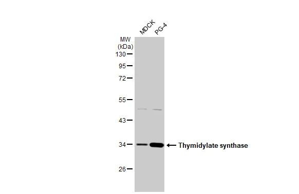 Thymidylate Synthase Antibody in Western Blot (WB)